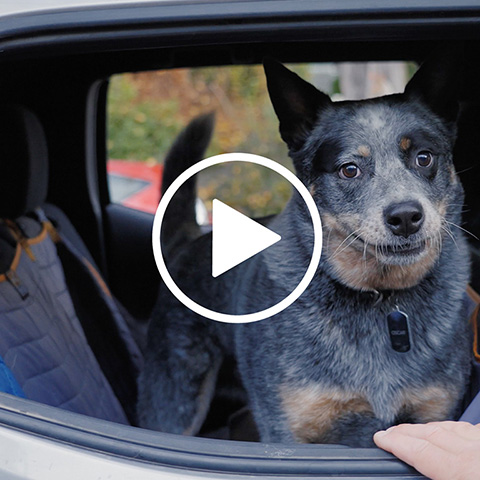 Oscar Overlanding Launch Video